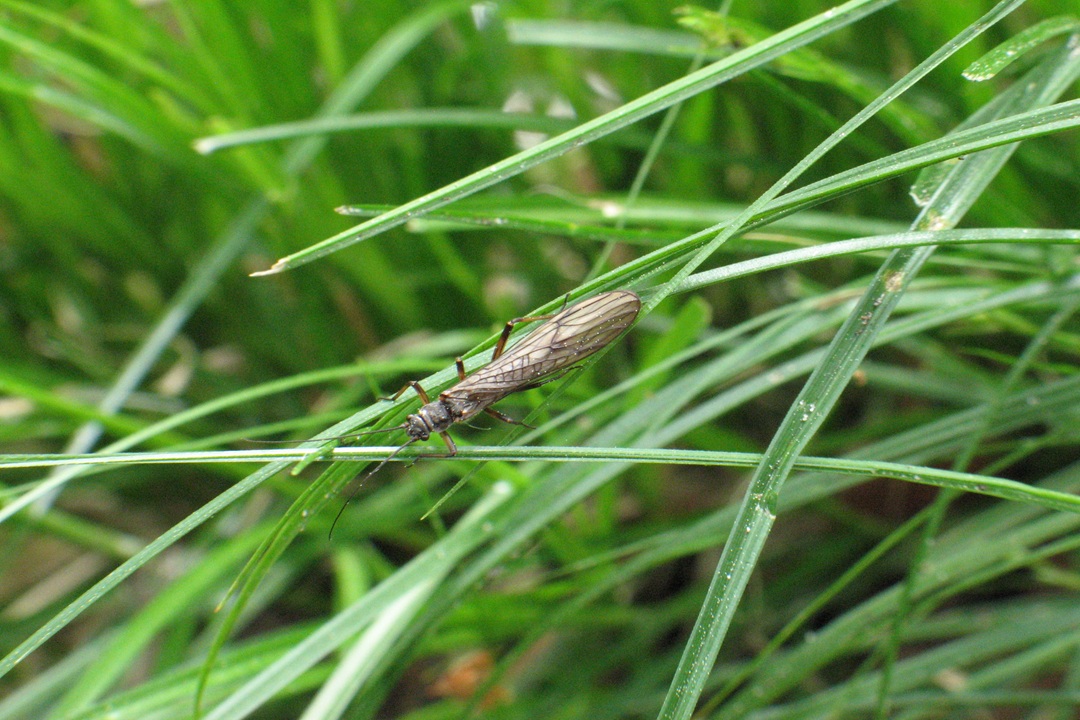 Kleine pioniers, groot bewijs: Brabantse beken krijgen hun insecten terug